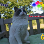 Floyd 6 ans - Chatterie Ragdolls du Val de Beauvoir